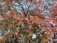 -老杭州面馆(丰盛九玺店)