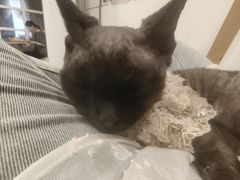 -楼上猫咖(罗湖店)