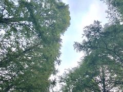 -黄海国家森林公园