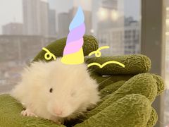 -怪兽屋·羊驼·猫咖·狗咖(俊华广场店)