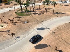 -广州长隆国际大马戏