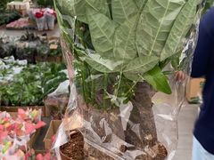 -龙大花卉苗木市场