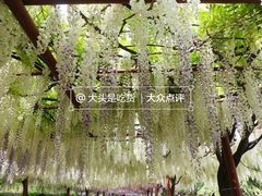 -嘉定紫藤园