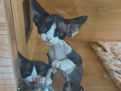 -山宅一喵德文卷毛猫舍