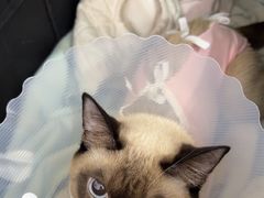 -达爱动物医院·犬猫分区·CT·复杂眼科(远洋山水分院)