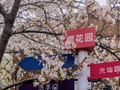 -高东镇樱花园