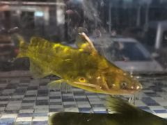 -格塘人家·山泉水煮鱼(望兴家园店)