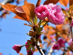 -高东镇樱花园