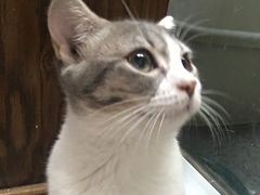 -猫色咖啡·猫咖