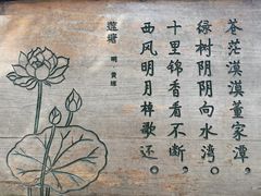 -荷塘月色湿地公园·向阳花洲