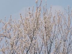 -樱桃山旅游景区