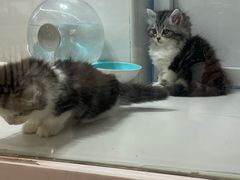 -1013 PET SHOP精品宠物商店(丁香店)