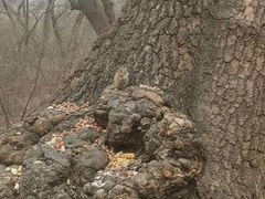 -北陵公园