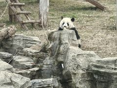 -武汉动物园