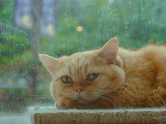 -飞行喵MR PILOT|猫舍·猫咖(静安大融城店)