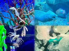-左海海底世界