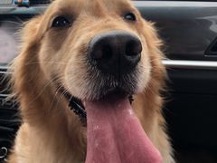 -仁华宠物医院(青羊店)