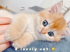 -欣宠猫屋·矮脚拿破仑·蓝金金渐层