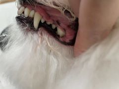 -创凡宠物医院·骨专科  猫科中心(西乡分院)