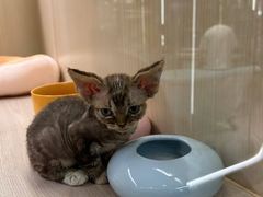-momokira米努特·德文卷毛猫·棉花面纱犬