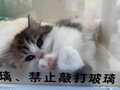 -小猫来了·猫舍(红山六九七九店)