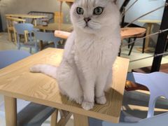 -豆逗聊愈猫阁Easy Life