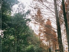 -重庆彩云湖湿地公园