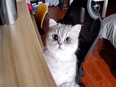 -东方名猫馆·英短金渐层布偶猫舍(环线广场1号楼店)