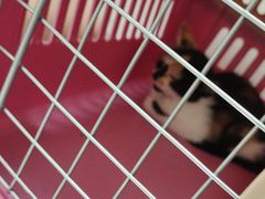 -汪喵宠物医院·骨科心脏影像·犬猫急重症ICU诊疗中心(成华分院)