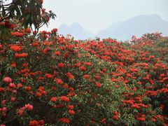 -贵州百里杜鹃风景名胜区