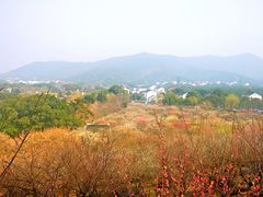 -香雪海