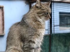 -青藏高原野生动物园