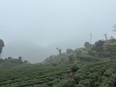 -杨家堂村