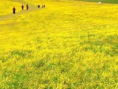 -桑洲油菜花景区
