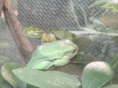 -上海大自然野生昆虫馆(东方明珠·爬宠昆虫探索中心)