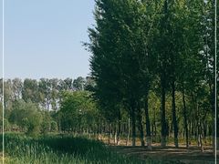 -东郊湿地公园