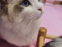 -爪爪喵星球·猫舍(前海卓越店)