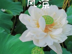 -池杉湖湿地公园