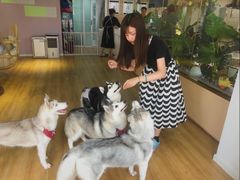 -Husky Go! 哈士奇体验馆·宠物咖啡厅狗咖