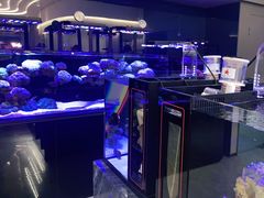 -1013 PET SHOP精品宠物商店(丁香店)