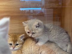 -猫十亿·布偶金渐层·曼基康矮脚猫舍(青年路店)
