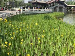 -西海子公园
