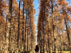 -黄海国家森林公园