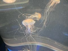-香港海洋公园
