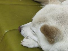 -是阿柴呀！柴犬咖啡·爱喵喵猫咖