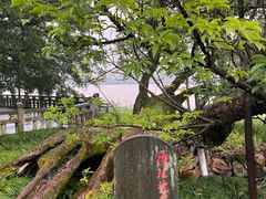 -江心屿景区