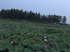 -滆湖低碳生态公园