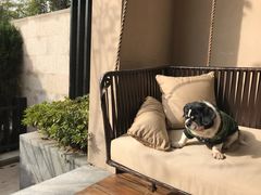 -上海崇明金茂凯悦酒店