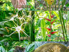 -中国科学院西双版纳热带植物园