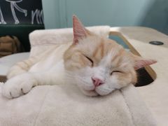 -安格丽娜·狗咖·猫咖羊驼咖(春熙路百盛商场店)